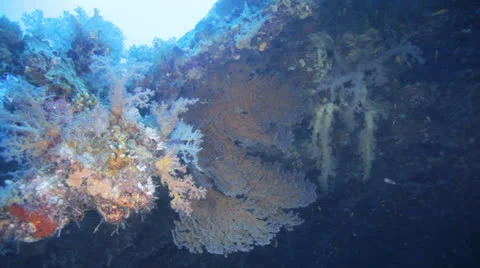 Soft coral hanging inside the ship wreck Stock Footage 22725629