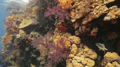 Soft coral hanging on the reef Stock Footage 22642963