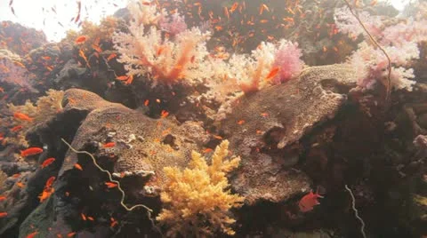 Soft coral hanging on the reef Stock Footage 22643005