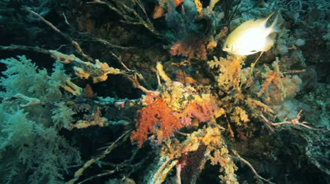 Soft coral hanging at the reef 動画素材 22694616
