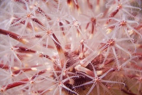 Soft Coral Hydra Stock Photos