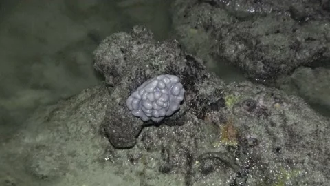 Soft coral, Malaysia Video stock 180930981