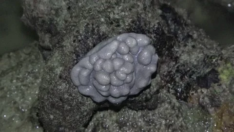 Soft coral, Malaysia Stock Footage 180931140