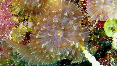 The soft coral moves in the ocean stream Stock Footage 76928913