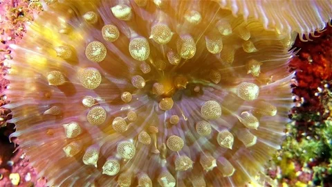 The soft coral moves in the ocean stream Stock Footage 76929361