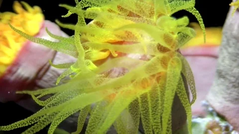 Soft coral  in the night. Stock Footage 78206872