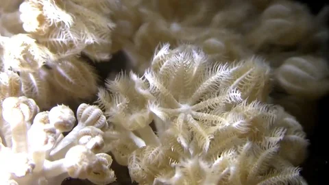 Soft coral at night Stock Footage 78206888