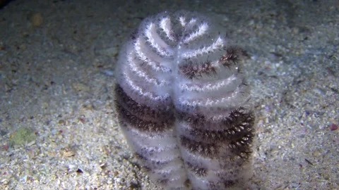 Soft coral at night Stock Footage