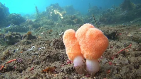 Soft coral orange in the Lembeh Strait Stockbeeldmateriaal 102907581