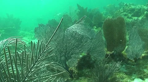 Soft coral paysage Stock Footage 8625935
