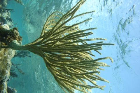 Soft Coral Stock Photos