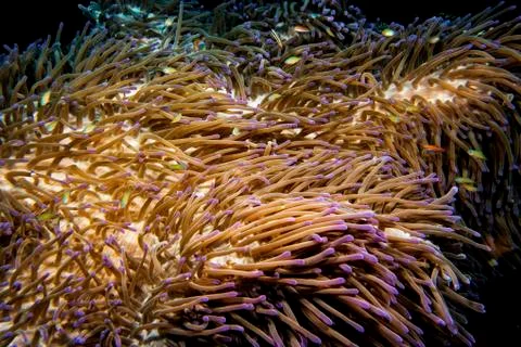 Soft Coral Stock Photos