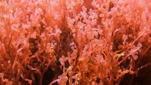 Soft coral with pink bubbles, pulsing corals Stock Footage 106524084