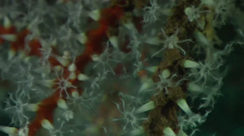Soft Coral Polyps Close Up Stock Footage 27047361