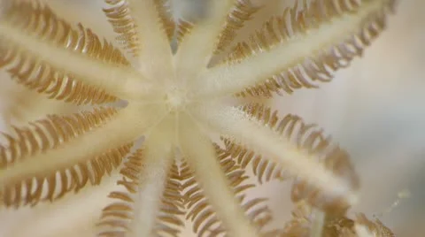 Soft Coral Polyps Feeding through Filtering the Seawater Video stock 10775198