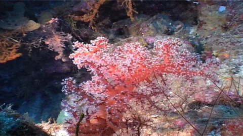 Soft Coral With Polyps, Zoom In Stock Footage 300902282