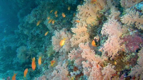 Soft coral reef Stock Footage