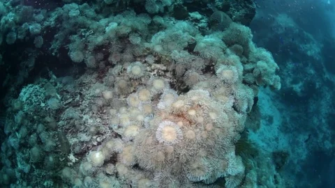 Soft coral, reef Stock Footage 82684897