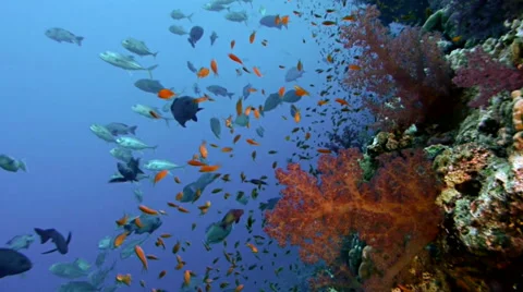 Soft coral at reef wall, red sea Stock Footage 42987092