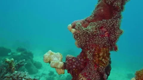 Soft Coral With Rigid Skeleton Structures Thriving In Tropical Reef Environment Stock Footage 311984088
