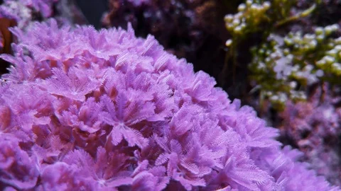 Soft coral ruby red pulsing xenia Stock Footage 106386320