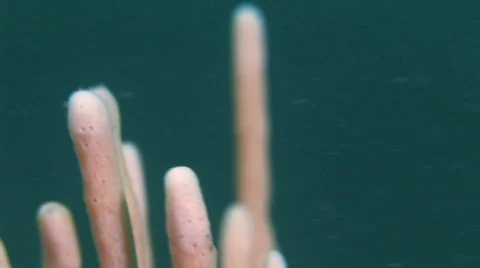Soft Coral / Sponge Stock Footage 436837