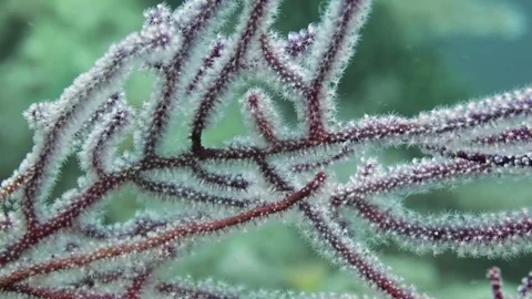 Soft coral in a strong current Stock Footage 82684845