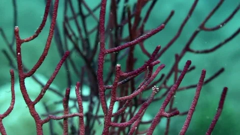 Soft coral in a strong current Stock Footage 82684869