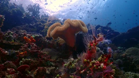 Soft coral in sunlight 4K Stock Footage 331276819