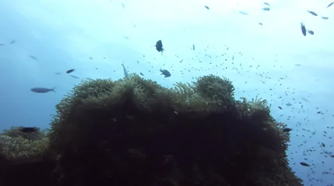 Soft coral in sunlight 動画素材 33106363