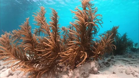 Soft Coral In Surge Stock Footage 88176469