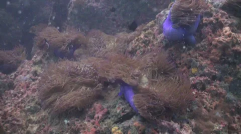 Soft coral swaying with current 動画素材 33109797