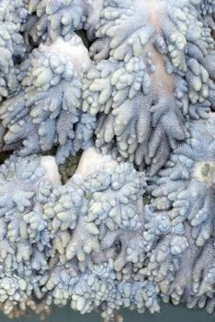 Soft coral texture Stock Photos