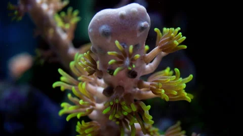 Soft Coral Time Lapse Stock Footage 66577559