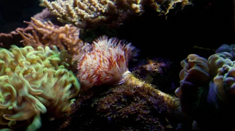 Soft Coral Time Lapse Stock Footage 66577729