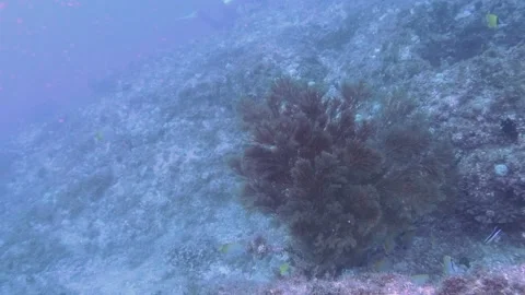 Soft Coral Tree and Reef Fish Video stock 149639107