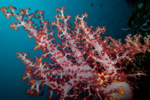 Soft Coral tree Stock Photos