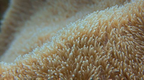 Soft coral waving in the current Stock Footage 3678521