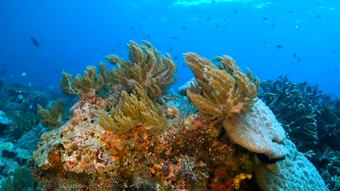 Soft coral waving in the current with small fish swimming in the background Stock Footage 130241857