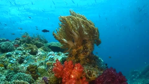 Soft coral waving in ocean current Stock Footage 130241861