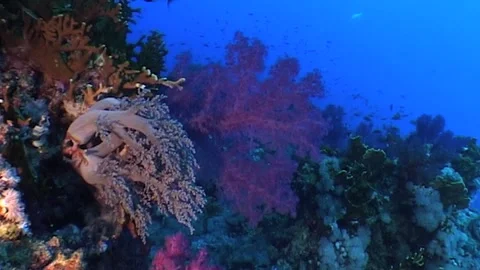 Soft Corals, Barrier Reef Stock Footage 291242467