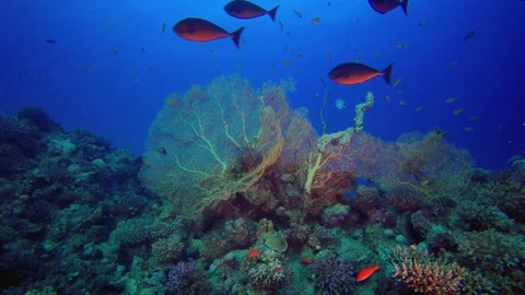 Soft Corals Blue Sea Stock Footage 345038550
