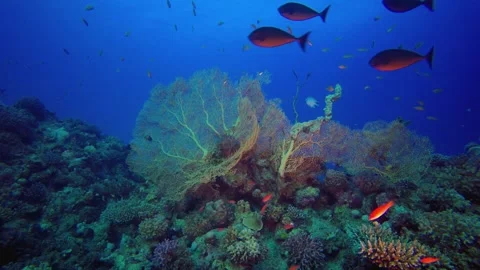 Soft Corals Blue Sea Stockbeeldmateriaal 345931396