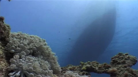 Soft Corals Boat In Background Stock Footage 300903016