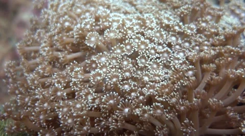 Soft Corals Close-Up Stock Footage 61930840