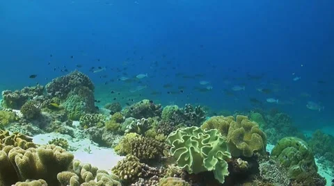 Soft corals on a coral reef Stock Footage 51560314