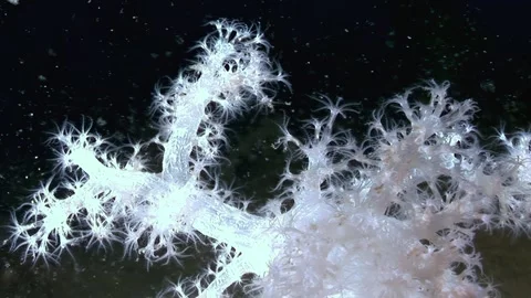 Soft Coral's Dance in the Deep Ocean During the Late Evening Hours Video stock 327015740