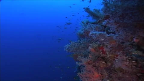 Soft Corals In A Deep Reef, Red Sea Video stock 300903104