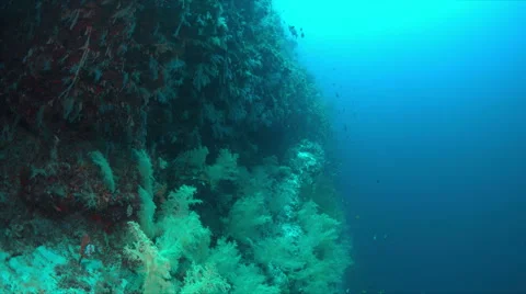 Soft corals on the edge of a coral reef.  4k Stock Footage 68030817