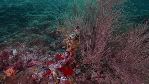 Soft corals with fish life in dark deep blue water Stock-Footage 157617342